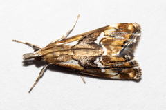 Glaucocharis interrupta