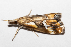 Glaucocharis interrupta