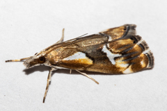 Glaucocharis interrupta