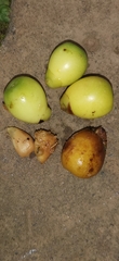 Gmelina philippensis