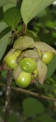 Gmelina philippensis