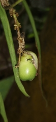 Gmelina philippensis