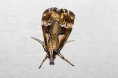 Glaucocharis interrupta