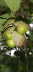Gmelina philippensis