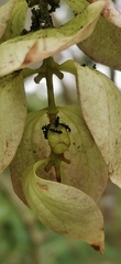 Gmelina philippensis