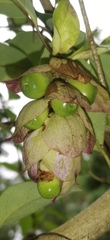 Gmelina philippensis