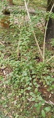 Gmelina philippensis
