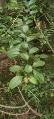 Gmelina philippensis