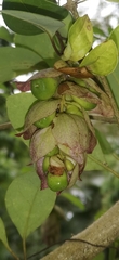 Gmelina philippensis
