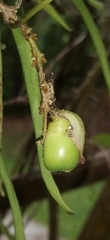Gmelina philippensis