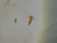 Stathmopoda luminata