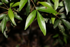 Acronychia suberosa