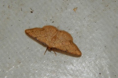 Lomographa indularia