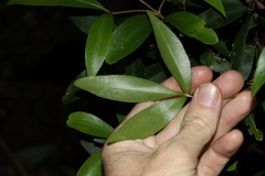 Acronychia suberosa