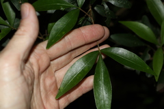 Acronychia suberosa