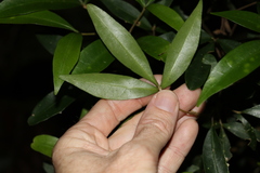 Acronychia suberosa