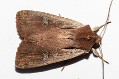 Ichneutica atristriga