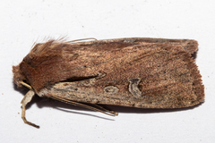 Ichneutica atristriga