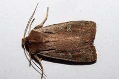 Ichneutica atristriga