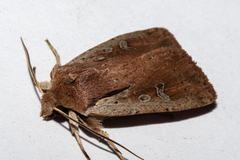 Ichneutica atristriga