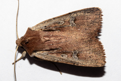 Ichneutica atristriga