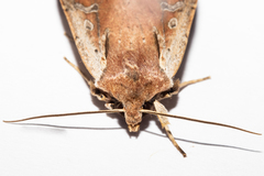 Ichneutica atristriga