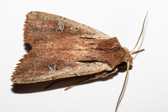 Ichneutica atristriga