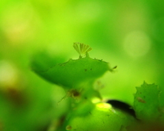 Licmophora flabellata
