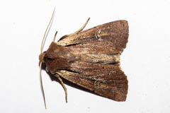 Ichneutica atristriga