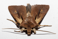 Ichneutica atristriga