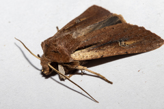 Ichneutica atristriga