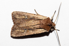 Ichneutica atristriga