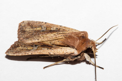 Ichneutica atristriga