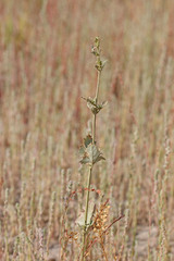 Atriplex dioica