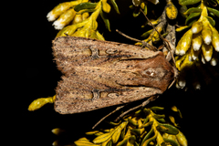 Ichneutica atristriga