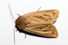 Ichneutica ceraunias