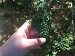 Chamaecyparis obtusa