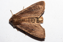 Ichneutica infensa