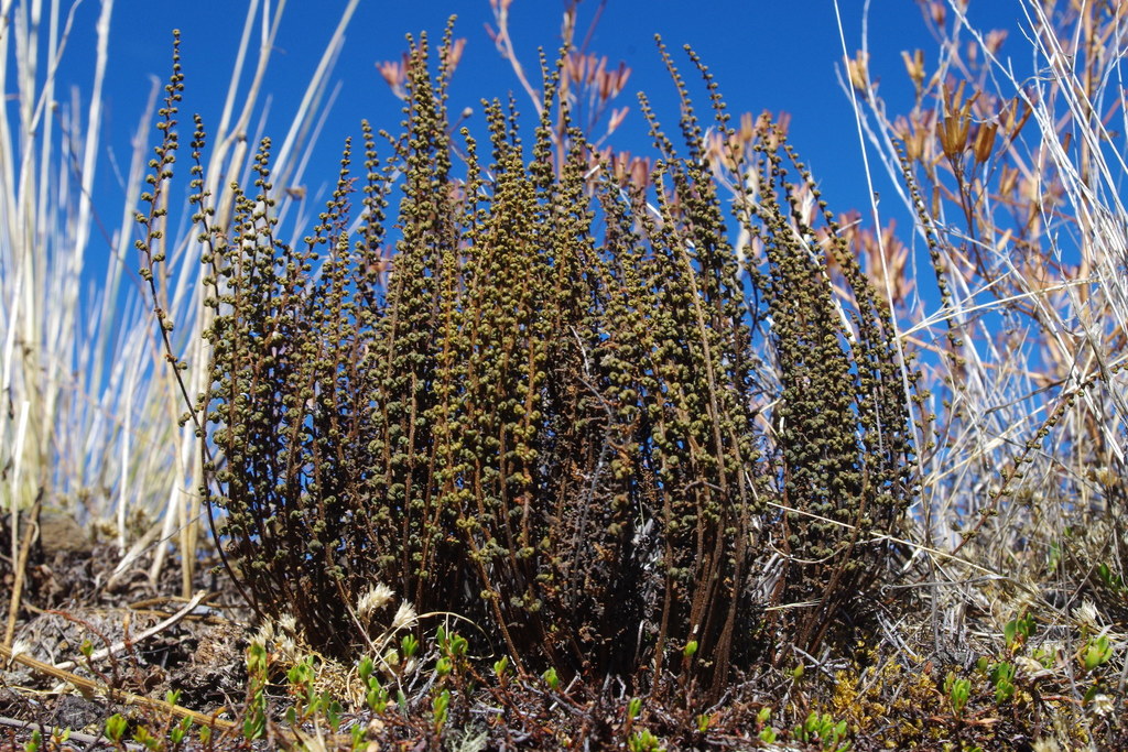 Cheilanthes pruinata