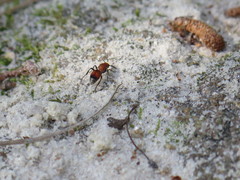 Dasymutilla ursus