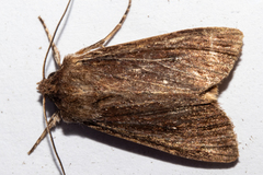 Ichneutica infensa