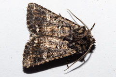 Ichneutica lithias