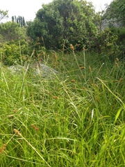 Carex densa
