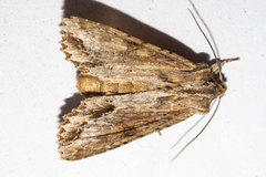 Ichneutica mollis