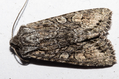 Ichneutica mutans