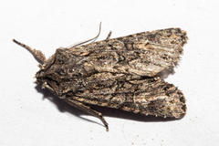 Ichneutica mutans