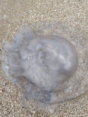 Rhizostomatoidea