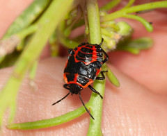 Eurydema spectabilis