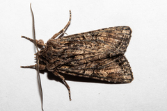 Ichneutica mutans
