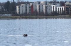 Halichoerus grypus grypus